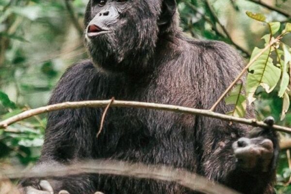 Uganda Meander